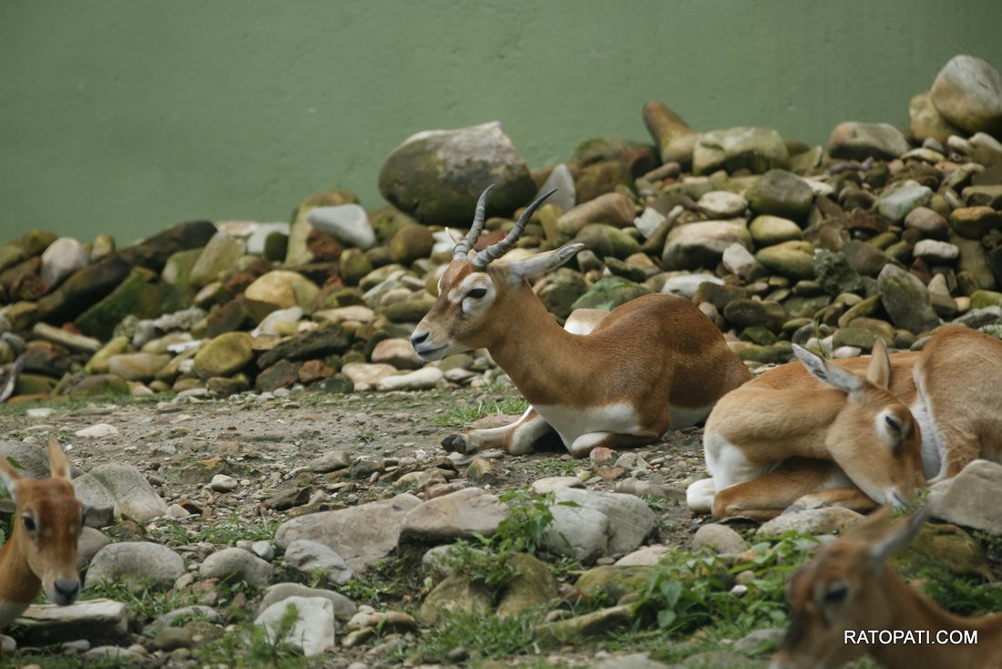 chidiyakhana zoo (12)