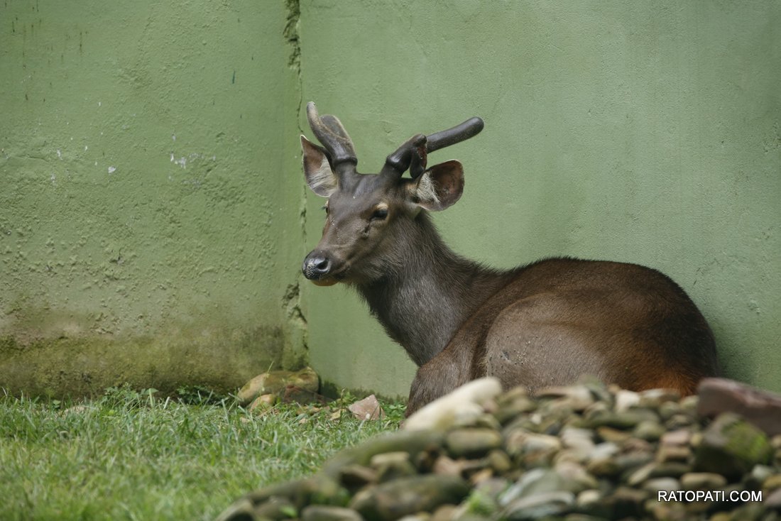 chidiyakhana zoo (15)