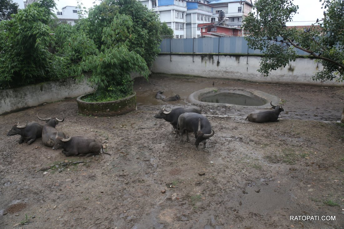 chidiyakhana zoo (17)