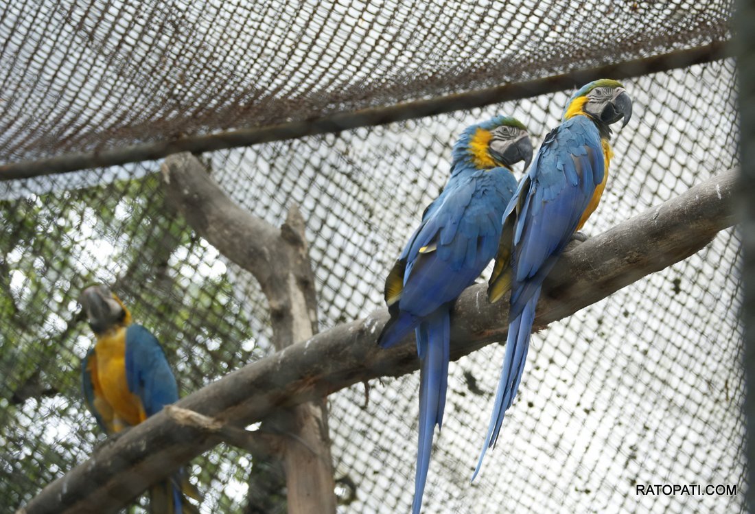 chidiyakhana zoo (19)