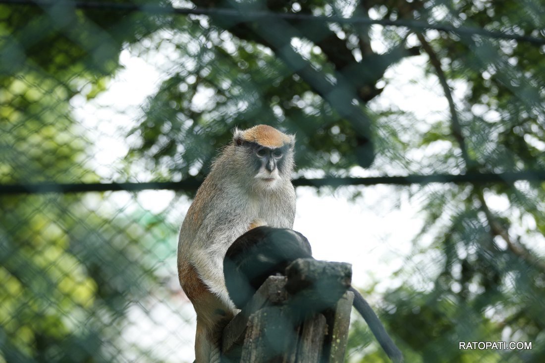 chidiyakhana zoo (3)