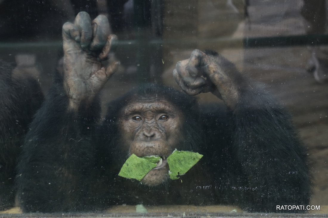 chidiyakhana zoo (9)