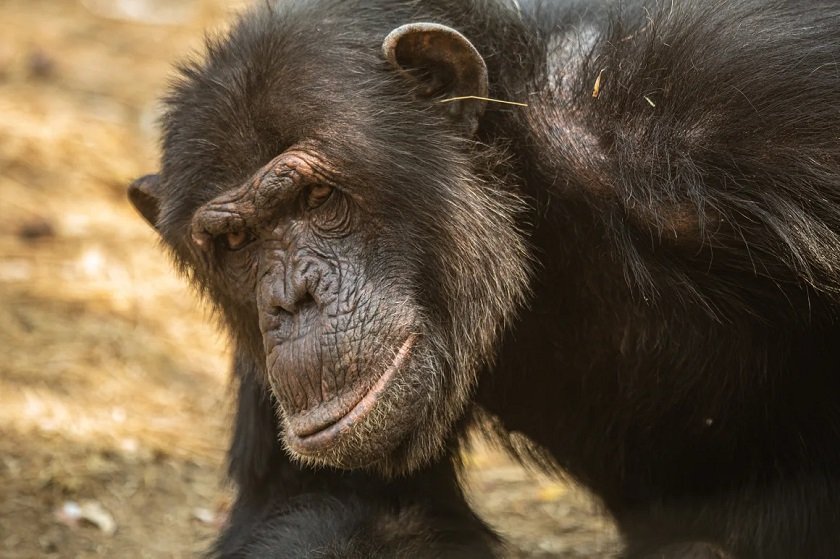 chimpanjee-p2