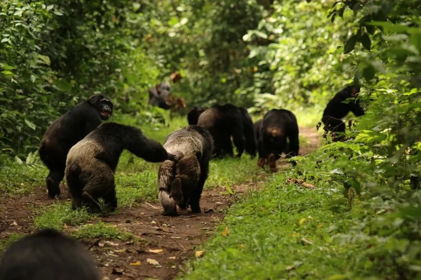 chimpanjee-p