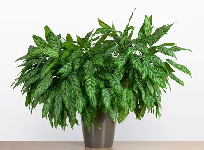 chinese evergreen plant