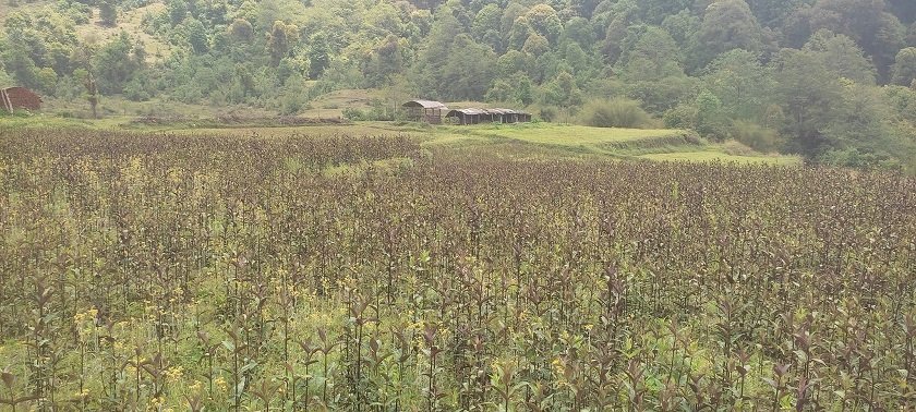भोजपुरका किसानको रोजाइमा चिराइतो खेती