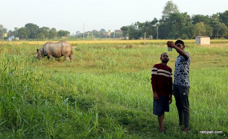 Chitwa,Sauraha and Rhino-34