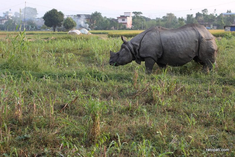 Chitwa,Sauraha and Rhino-35