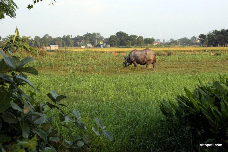 Chitwa,Sauraha and Rhino-36