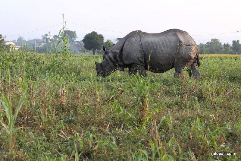 Chitwa,Sauraha and Rhino-37