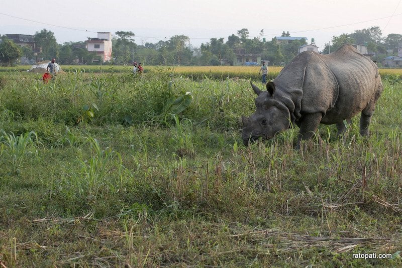 Chitwa,Sauraha and Rhino-38