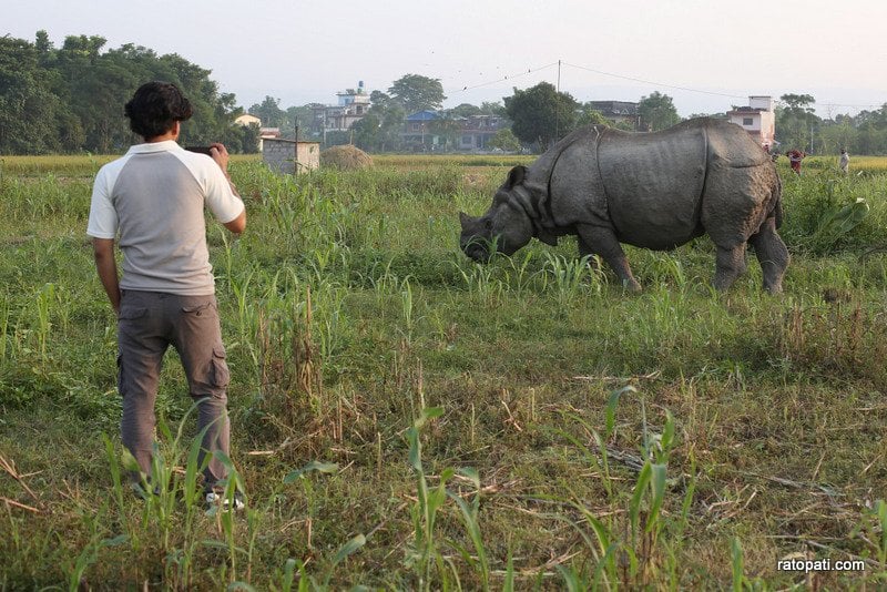 Chitwa,Sauraha and Rhino-40