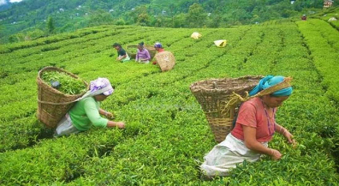 रोजगारी सिर्जनादेखि विदेशी मुद्रा आर्जन गर्दै नेपाली चिया