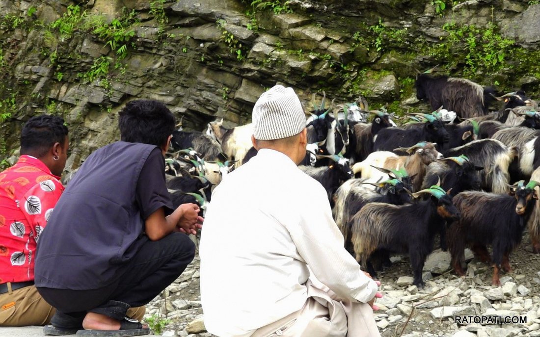 Chyangra for Dashain_ (2)
