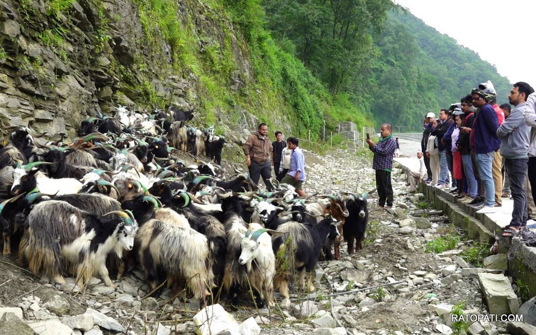 Chyangra for Dashain_ (4)