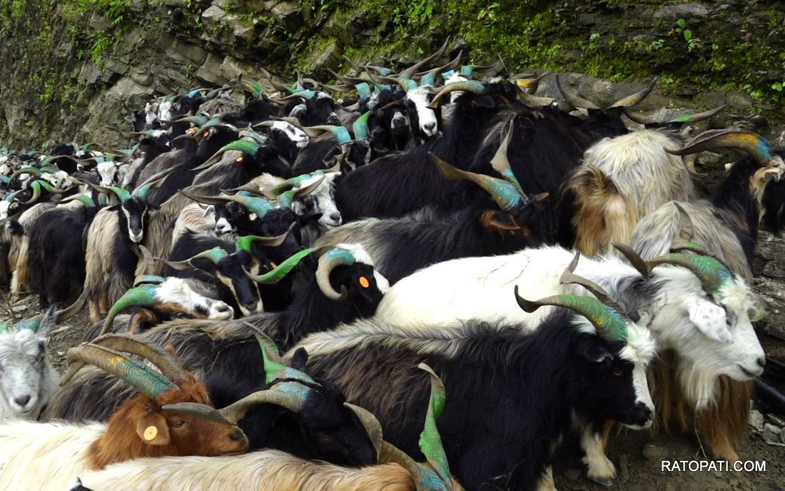 Chyangra for Dashain_ (7)
