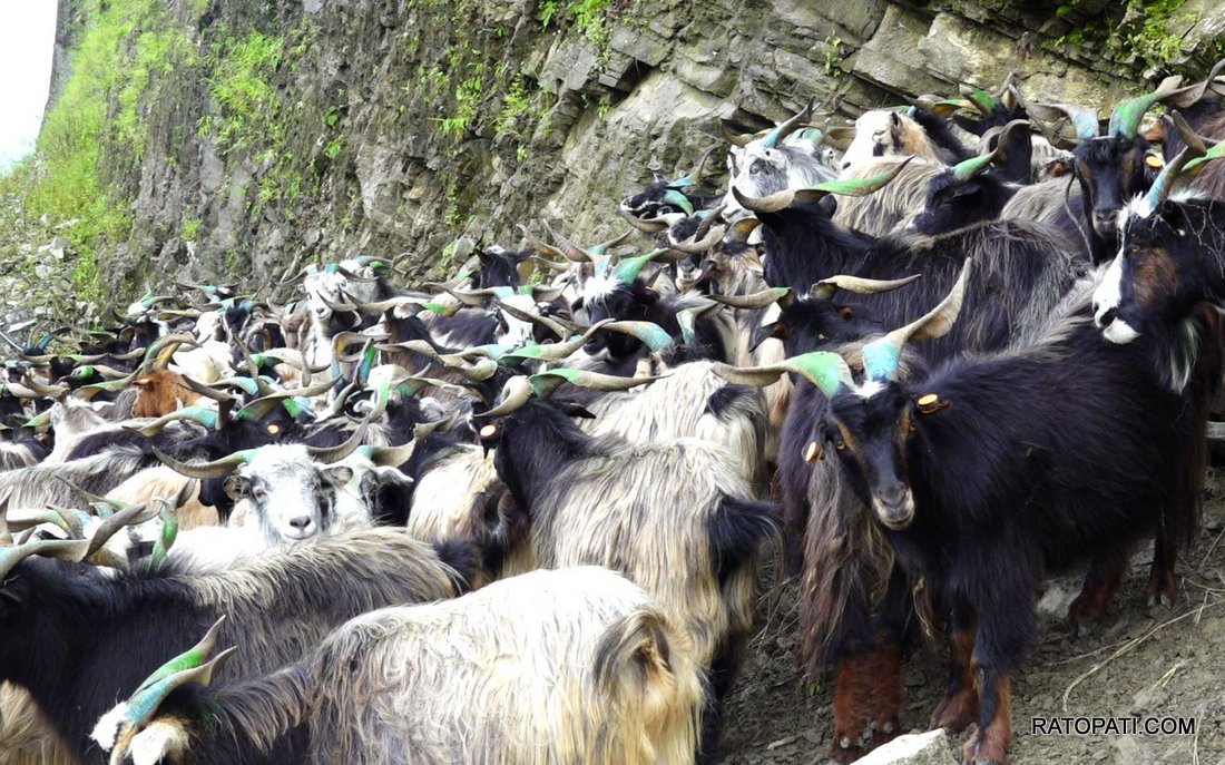 Chyangra for Dashain_ (9)