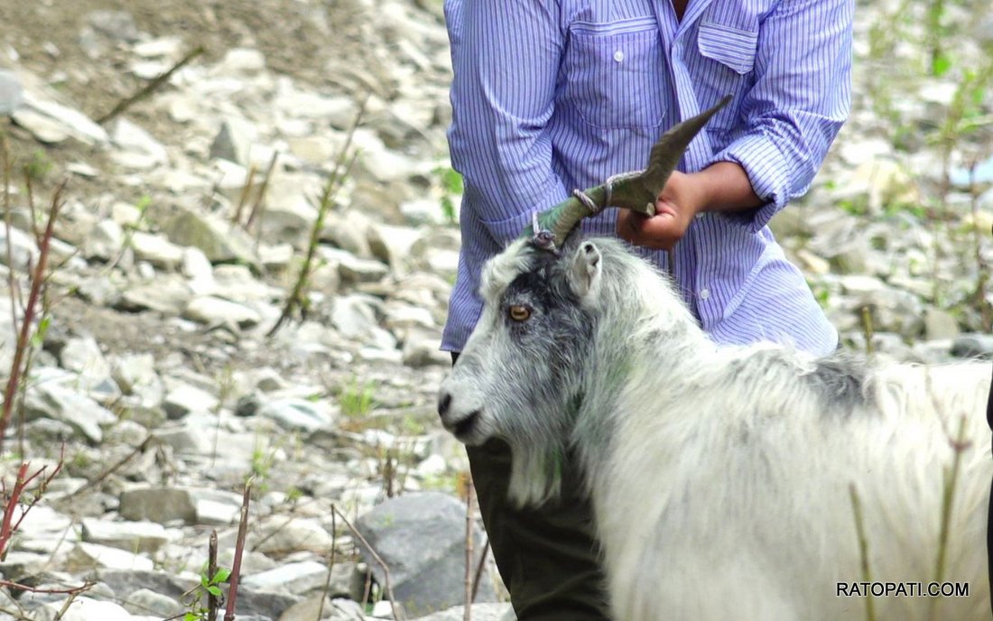 Chyangra for Dashain_