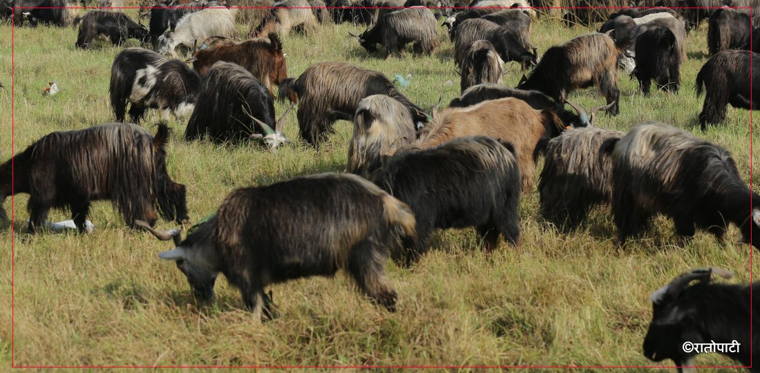   काठमाडौँ उपत्यकामा भेडाच्याङ्ग्रा भित्रिन थाले, तस्बिरहरू