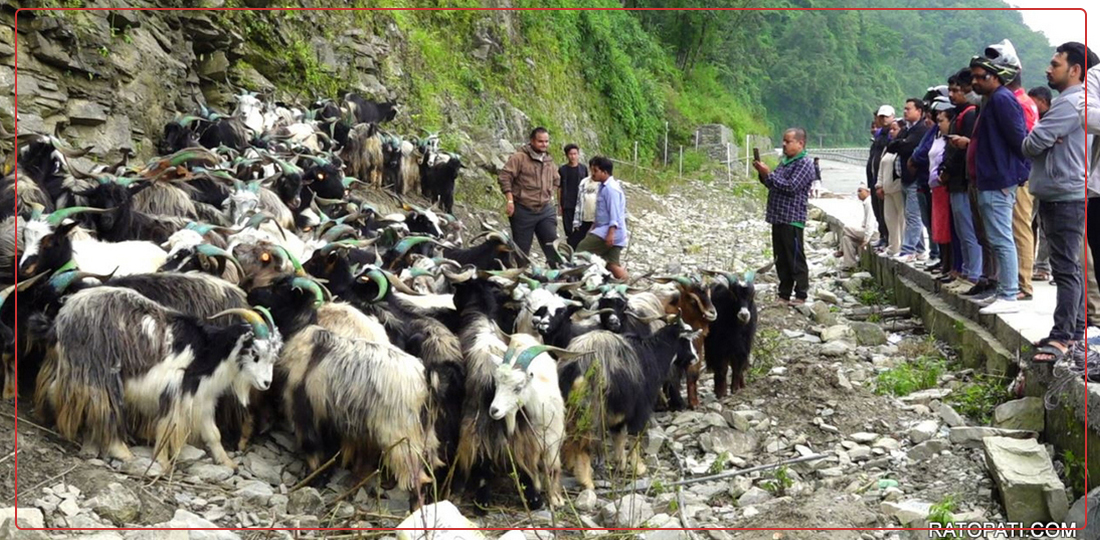   दसैँ नजिकिएसँगै पोखरा भित्रिए च्याङ्ग्रा, तस्बिरहरू