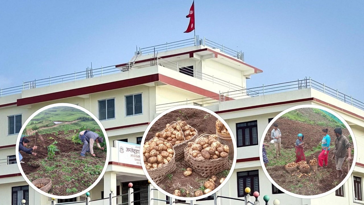   जन्तेढुङ्गा गाउँपालिकाको आलु क्रान्ति, आफैँले फलायो ६ हजार किलो आलु
