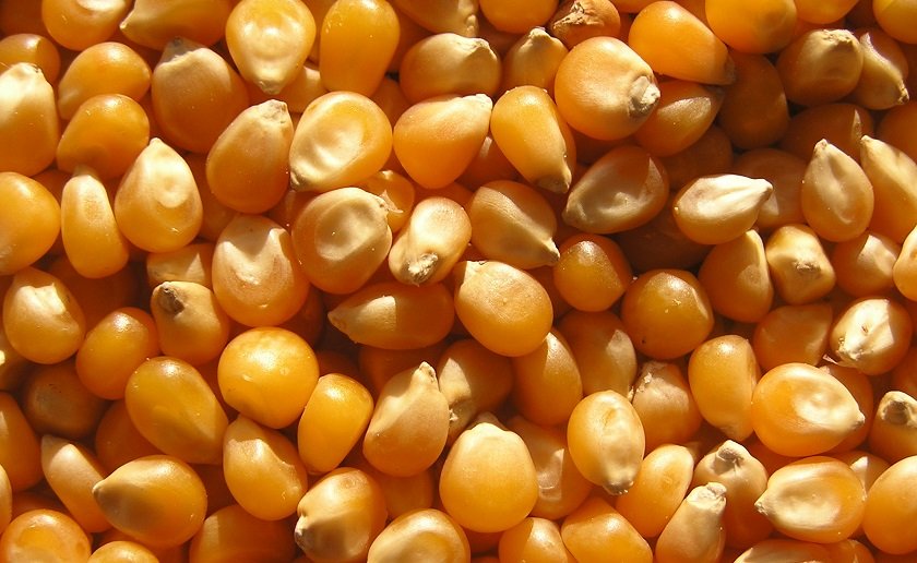 १० महिनामा १५ अर्बको मकै आयात