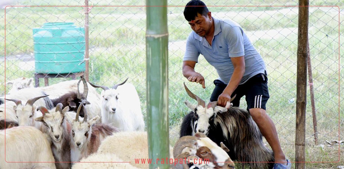 दसैँका लागि काठमाडौँ उपत्यकामा भित्रिए च्यांग्रा, तस्बिरमा हेर्नुहोस्