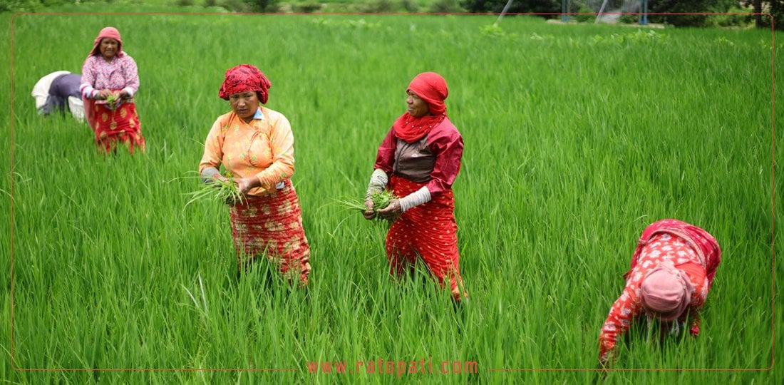 धान गोड्न व्यस्त ललितपुरको छम्पी क्षेत्रका किसान (तस्बिरहरू)