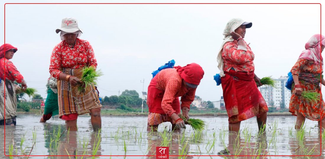 23rd National Paddy Day and Plantation Festival Held in Khumaltar