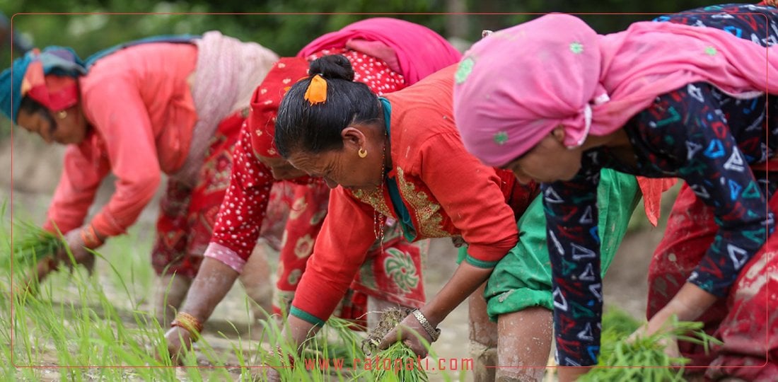 धान दिवसका दिन रोपाइँमा व्यस्त काठमाडौँका किसान, तस्बिरमा हेर्नुहोस्