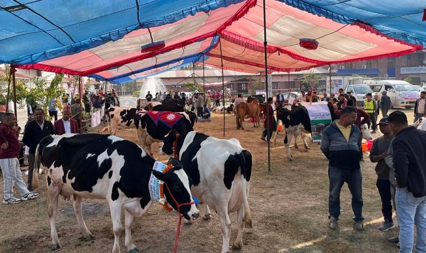Local Farm's Cow Crowned Champion at First-Ever National Cattle Exhibition in Chitwan