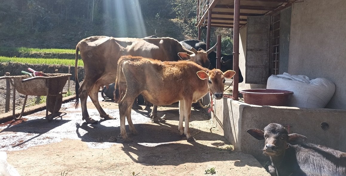 पशुपालन र तरकारी खेतीमा अब्बल बन्दै ललितपुरको महाङ्काल गाउँपालिका