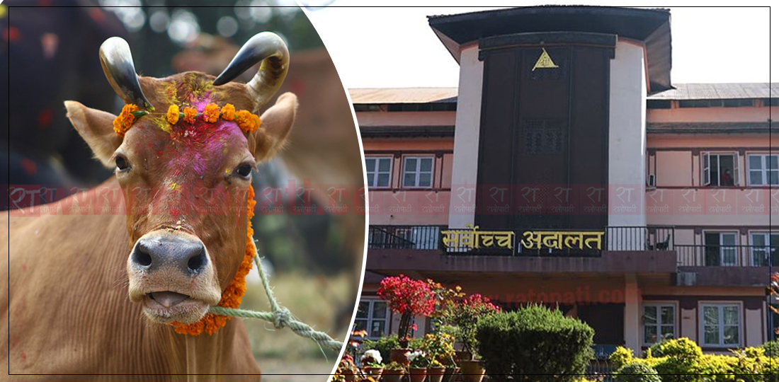 राष्ट्रिय जनावर गाई संरक्षणका लागि सर्वोच्च अदालतको परमादेश