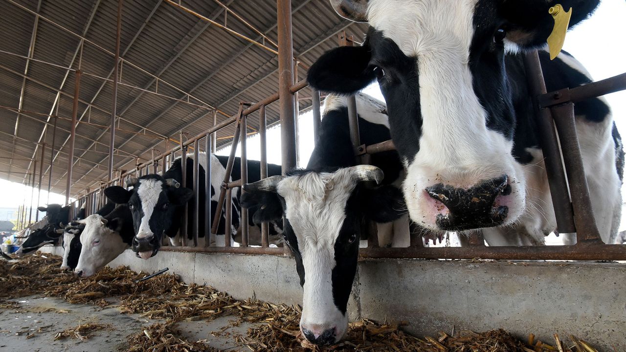 चीनले क्लोनिङ गरेर बनायो सुपर काउ : दिनमा १४० लिटर दूध दिने, १ हजार गाई उत्पादन गर्ने तयारी