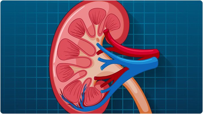 creatinine-kidney_45c7c78cd766737965c60bc8fb1c2585