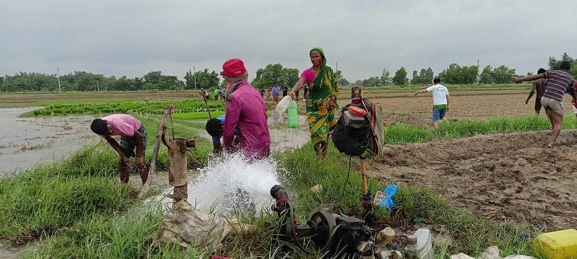 पम्पको पानीले रोपाइँ गर्दै किसान