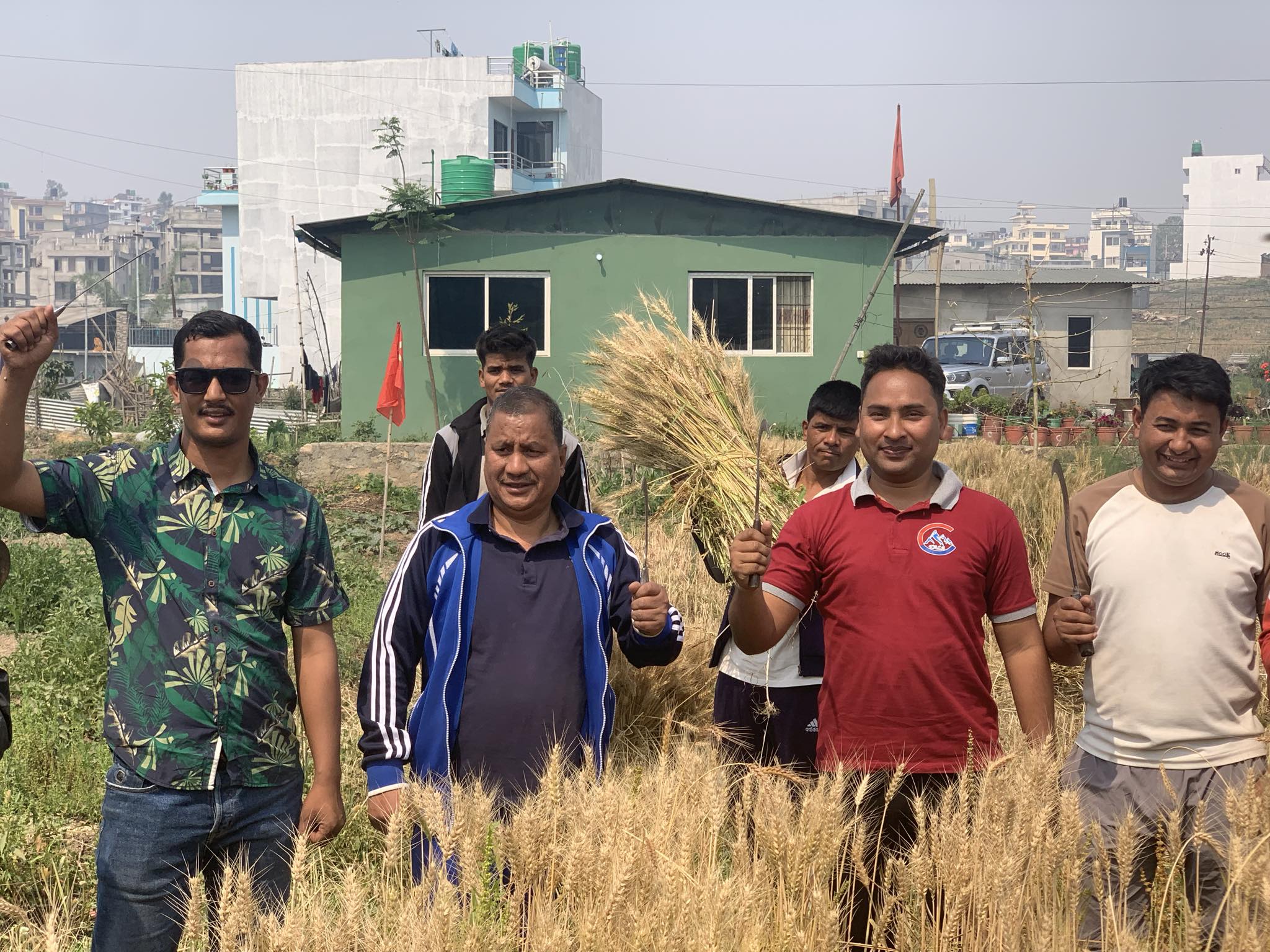 श्रमिक दिवसको दिन ललितपुरको हरिसिद्धिमा गहुँ काट्न पुगे  विप्लव