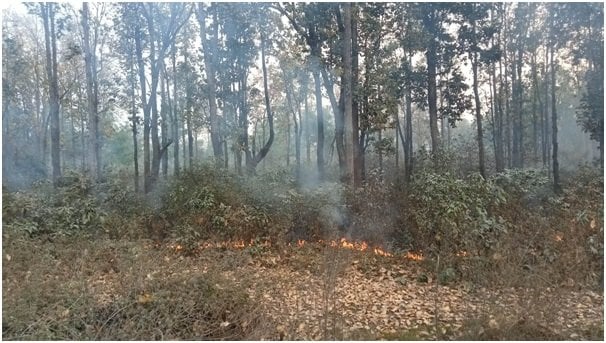 बागलुङमा दुई हजार एक सय ७४ हेक्टर वनमा क्षति