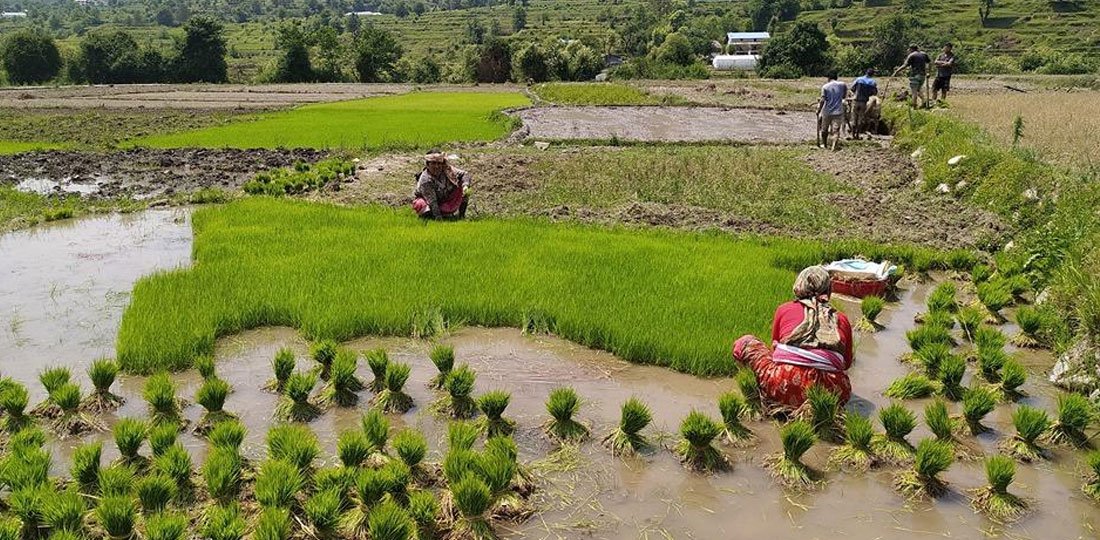   डडेल्धुरामा ६० प्रतिशत रोपाइँ सम्पन्न