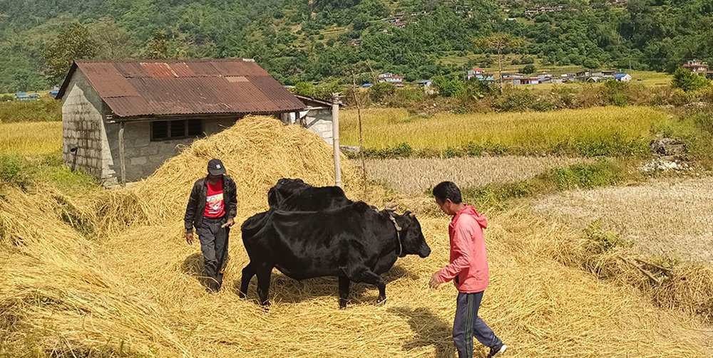 आजदेखि पोखरामा दाइँ महोत्सव