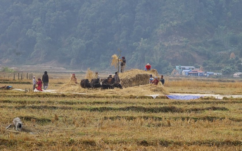 पर्यटक बोलाउन पोखरामा गरियो माघमा दाइँ