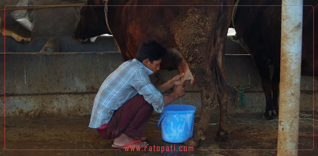 दूग्ध व्यवसायमा ‘सिन्डिकेट’: विदेशी लगानी रोक्ने उद्योगी कच्चा दूध आयातको ‘लविङ’मा