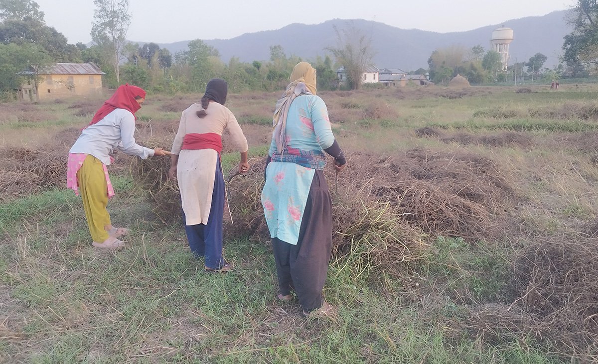 बर्सिम घाँसको बीउबाटै लाख कमाउँछन् किसान