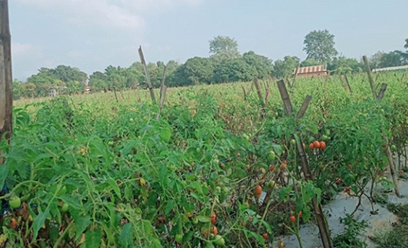 दाङका उदाहरणीय कृषक भिमकान्त, भन्छन्– कृषिमा युवालाई आकर्षित गर्नुपर्छ