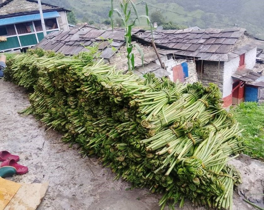   घर खर्च चलाउने आम्दानी बन्न थाल्यो निहुरो