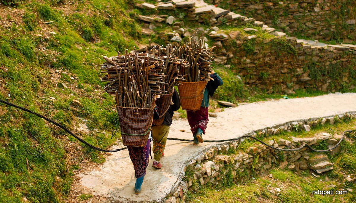 खाना पकाउन दाउराको जोहो (तस्बिरहरू)