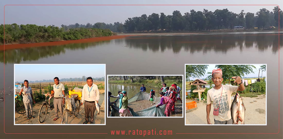 सुदूरपश्चिममा व्यावसायिक माछा पालन, आयात प्रतिस्थापन गर्दै निर्यातको उद्देश्य