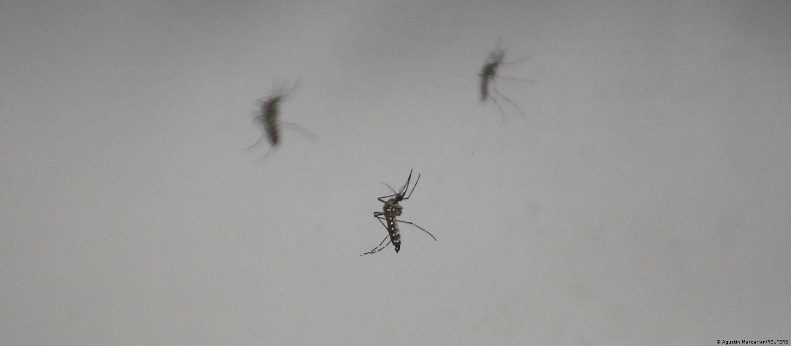 dengue2