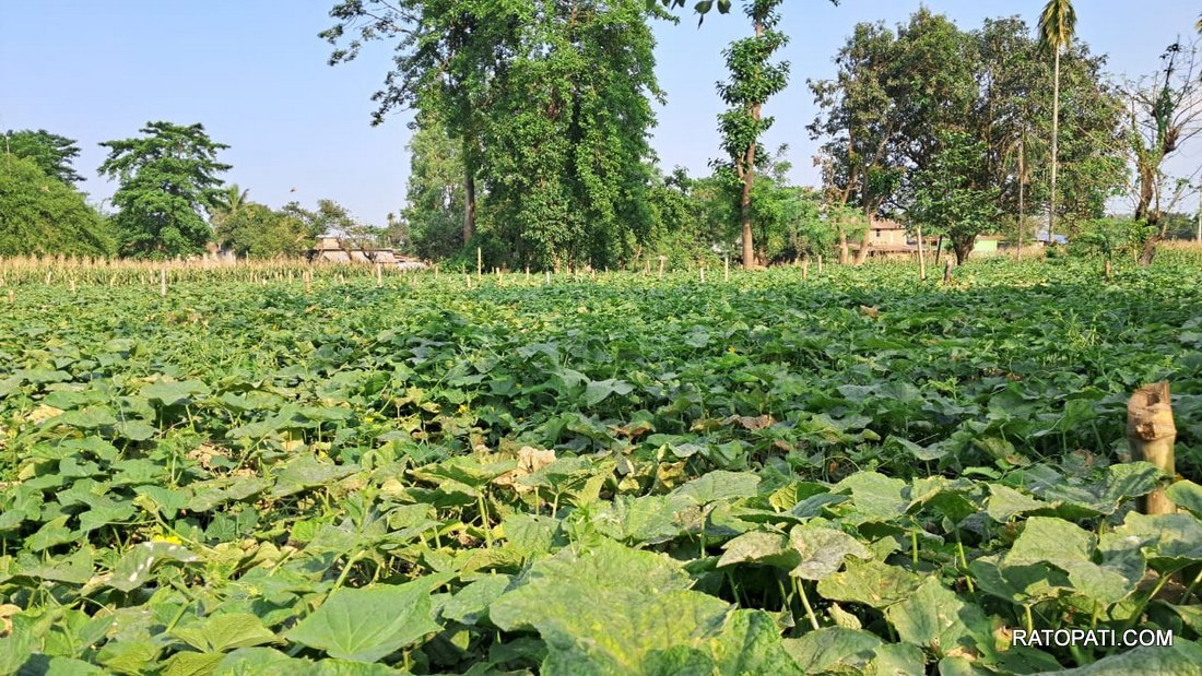 Dewangunj Tarkari (1)