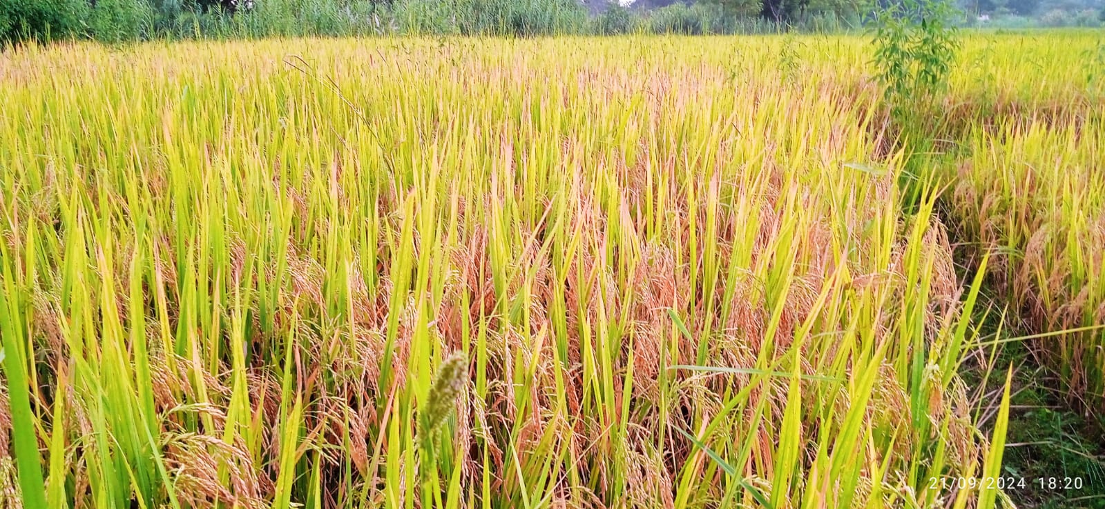 असिनाले धानबाली नष्ट हुँदा कृषक चिन्तित